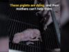 Piglets Suffer Out of Reach of Their Distraught Mothers at Canadian Pig Farm