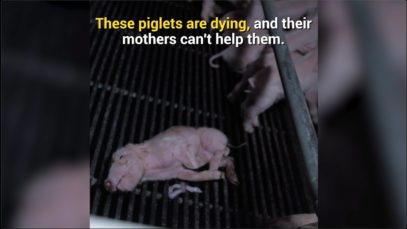 Piglets Suffer Out of Reach of Their Distraught Mothers at Canadian Pig Farm