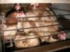 Poules pondeuses : enquête dans un élevage