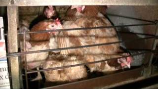 Poules pondeuses : enquête dans un élevage