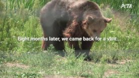Rescued Bears Are Thriving One Year Later