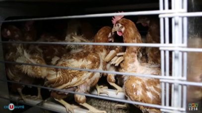 Stop aux œufs de batterie chez Super U