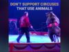 These Bears in the Circus Live in Constant State of Fear