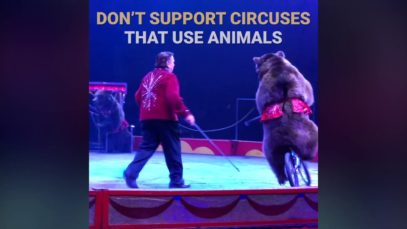 These Bears in the Circus Live in Constant State of Fear