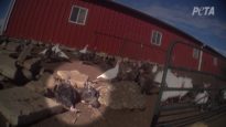 Turkeys Hauled 12 Hours, Killed for 'Dumb' People's Thanksgiving