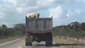 Un cochon saute d’un camion qui l’emmenait à l’abattoir