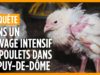 Vie de misère pour des poulets en Auvergne