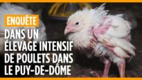 Vie de misère pour des poulets en Auvergne