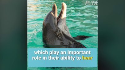 Dolphins Forced To Perform Cruel and Dangerous Tricks at SeaWorld