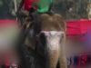 Elephants in Nepal Beaten With Bullhooks and Sticks for Games