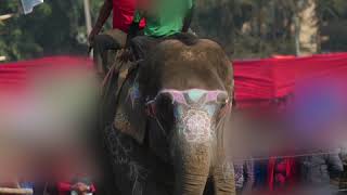 Elephants in Nepal Beaten With Bullhooks and Sticks for Games