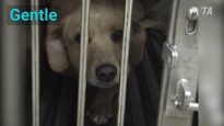 Heartbreaking Reasons Why Experimenters Test on Dogs
