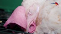 Le cauchemar des poules pondeuses dans un élevage de l’Allier (groupe Interovo)