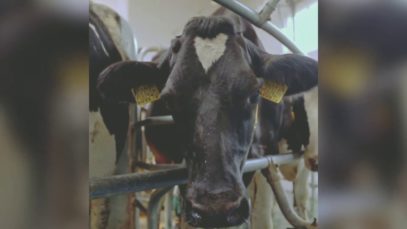 Plants Don’t Poop but Cows Do