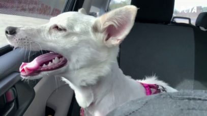 See The Moment This Neglected Dog Stands in the Doorway of Her New Home