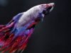 The True Cost of Selling Betta Fish: Filth, Sickness, and Death at Petco