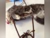 Traps Meant for Coyotes Are Killing Cats