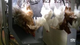 Abattage des poulets avec et sans étourdissement