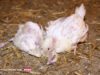 Elevage : une vie de misère pour les poulets Doux #35Jours