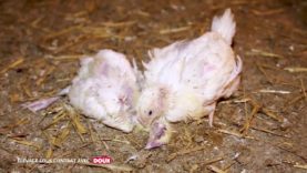 Elevage : une vie de misère pour les poulets Doux #35Jours