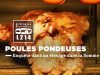 Enquête dans un élevage de poules pondeuses fournissant Matines