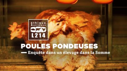 Enquête dans un élevage de poules pondeuses fournissant Matines