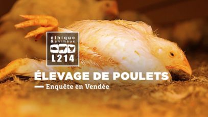 Enquête dans un élevage de poulets Maître Coq