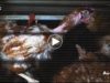 Enquête poules pondeuses : le groupe Avril continue l’élevage en cage