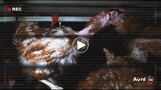 Enquête poules pondeuses : le groupe Avril continue l’élevage en cage