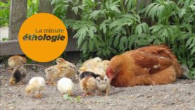 Episode 2 : La communication chez les poules et les poulets