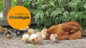 Episode 8 : L’étude scientifique des poulets
