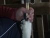 Foie gras du Sud-Ouest : enquête dans des salles de gavage typique de la production