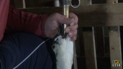 Foie gras du Sud-Ouest : enquête dans des salles de gavage typique de la production