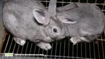Fourrure de luxe : l’enfer des élevages de lapins Orylag – France 2017