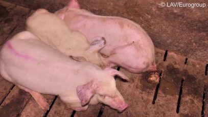 La face cachée du Jambon de Parme
