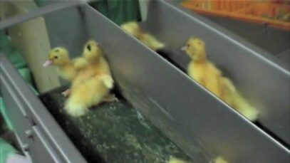 Le foie gras, bien plus qu’une tradition…