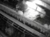 New England Egg Farm Investigation
