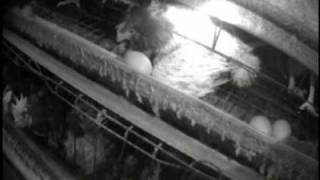 New England Egg Farm Investigation