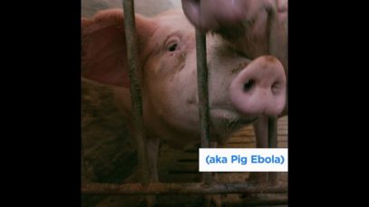 “Pig Ebola” Is the Biggest Animal Disease Outbreak the World Has Ever Seen