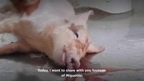 The Story of Miguelito: A New Mercy For Animals Investigation Into Mexican Slaughterhouses