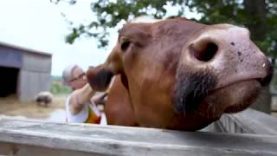 This cow escaped from a dairy farm. You won’t believe his story!