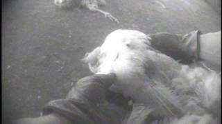 Undercover Investigation at California Egg Farm