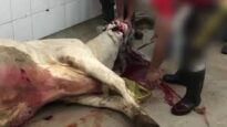 Breaking: A Horrifying Look Inside a Thai Slaughterhouse