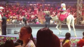 Camel PUNCHED in the neck at UniverSoul Circus