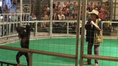 Chimpanzee Used in Wolf of Wall Street is Forced to Perform Circus-Style Tricks