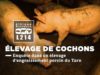 Elevage de cochons - Enquête dans un élevage d'engraissement porcin du Tarn