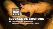 Elevage de cochons - Enquête dans un élevage d'engraissement porcin du Tarn