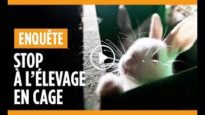 Enquête dans un élevage de lapins à Nueil-les-Aubiers (Deux-Sèvres)