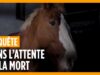 Ils attendent la mort