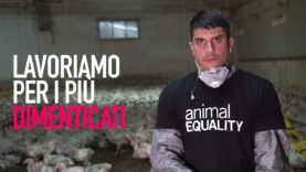 57.000 MORTI OGNI ORA: la tragedia dei polli in Italia